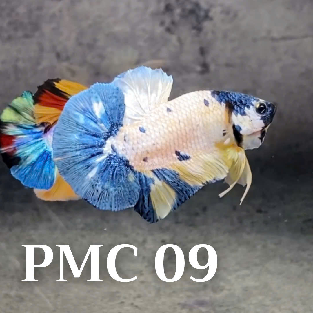 Multicolor Plakat Male Betta Fish |Show Grade|  You Pick Fish