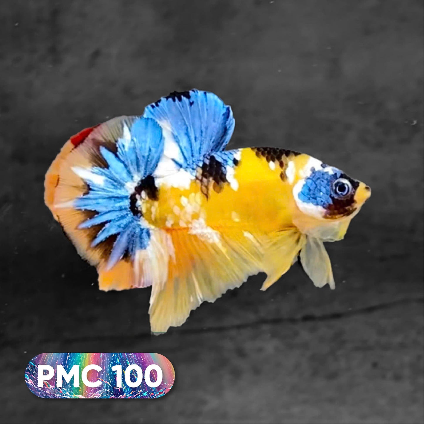 Koi Plakat Male Betta Fish