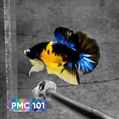 Koi Plakat Male Betta Fish