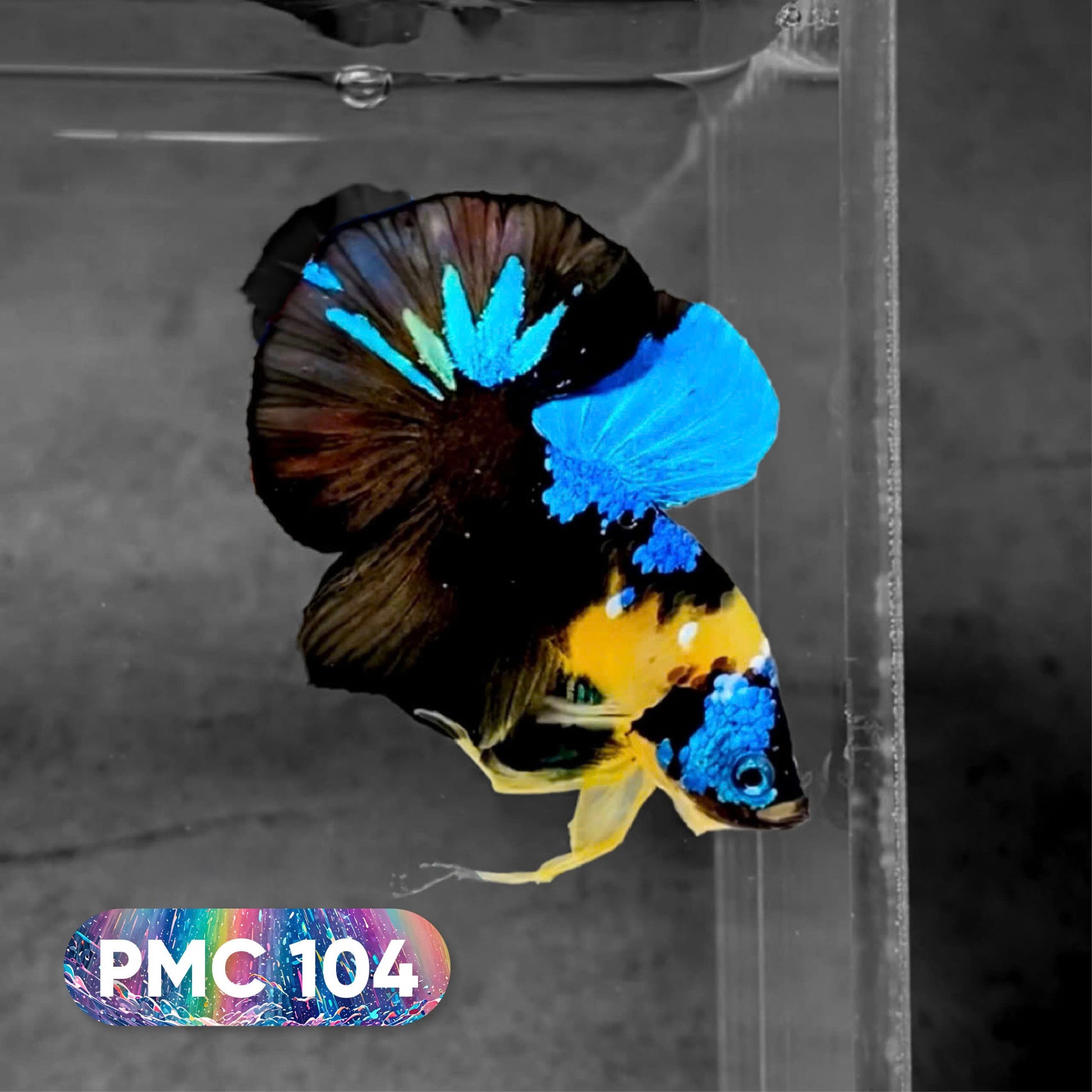 Koi Plakat Male Betta Fish