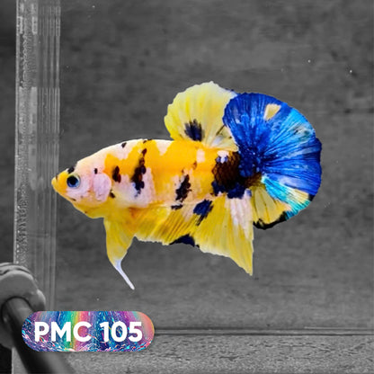 Koi Plakat Male Betta Fish