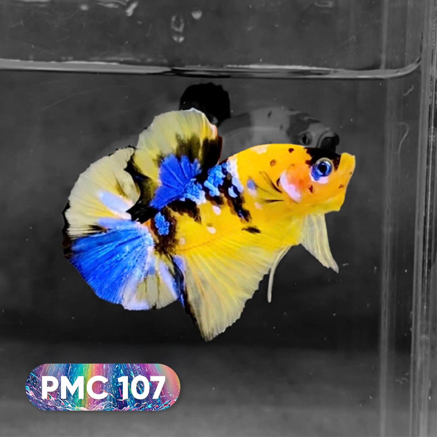 Koi Plakat Male Betta Fish