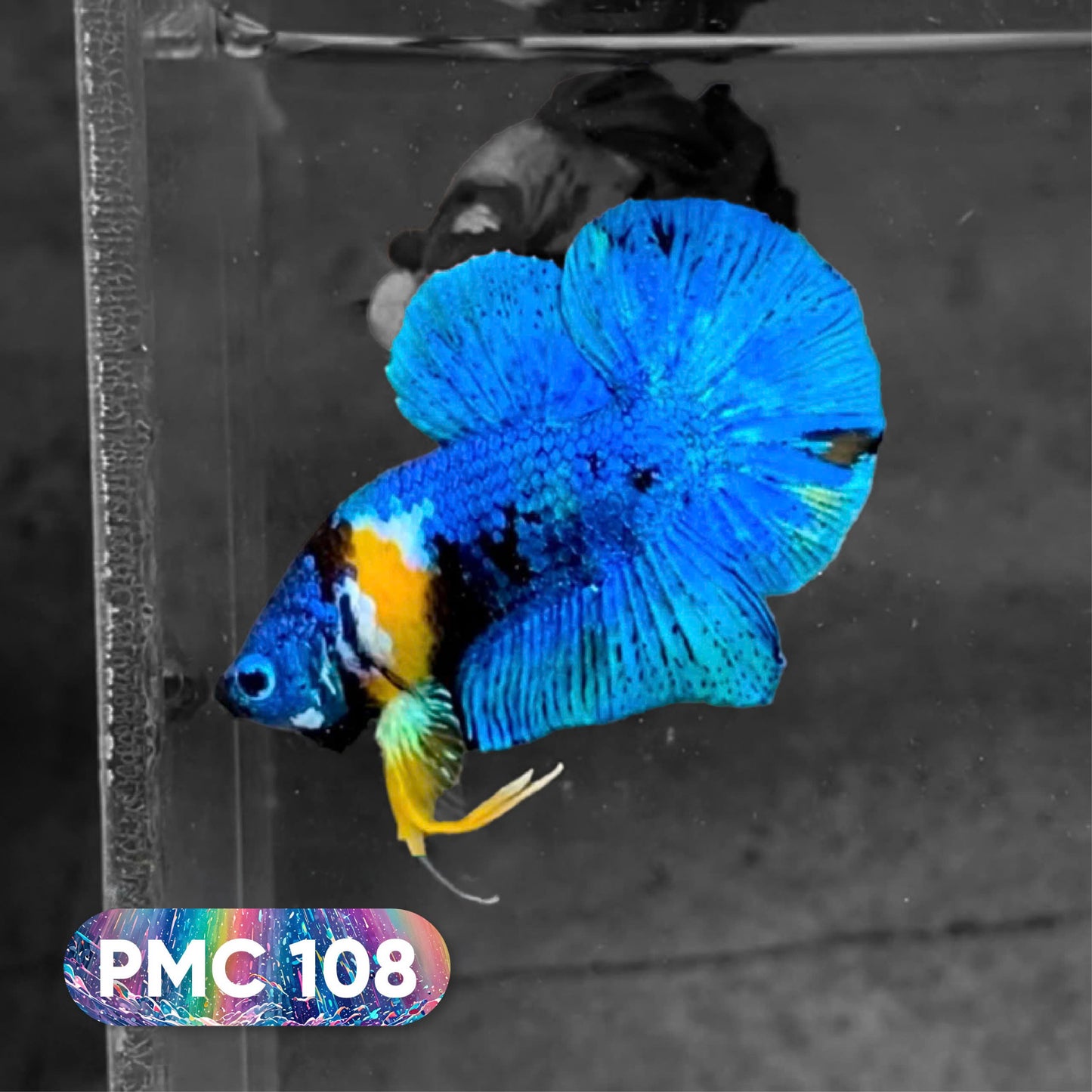 Koi Plakat Male Betta Fish