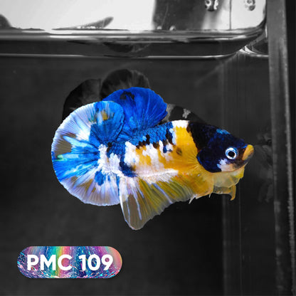 Koi Plakat Male Betta Fish