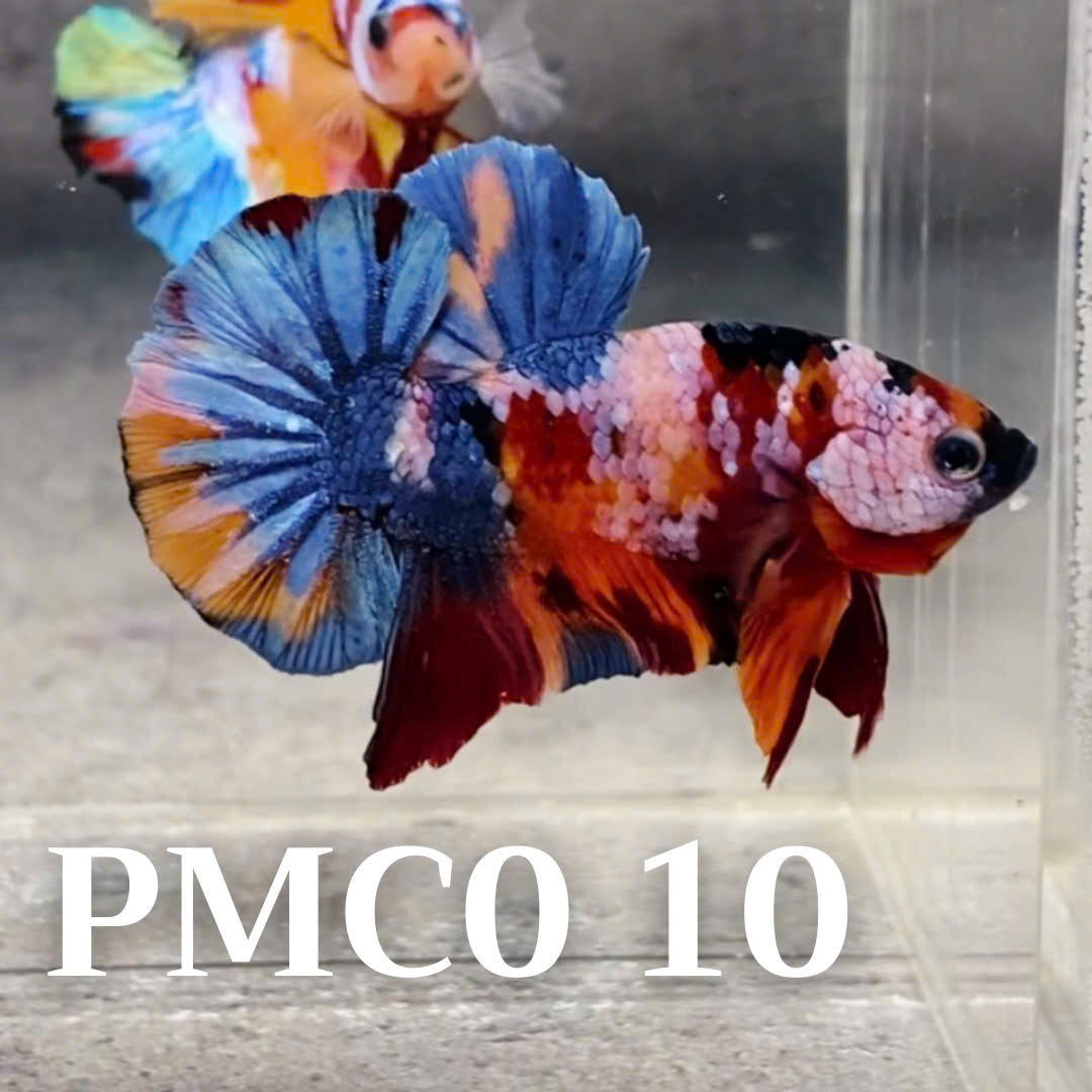 Multicolor Plakat Male Betta Fish |Show Grade|  You Pick Fish