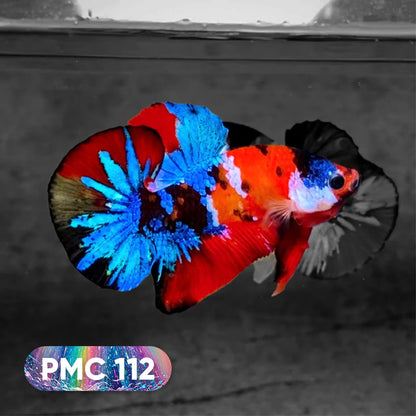 Koi Plakat Male Betta Fish