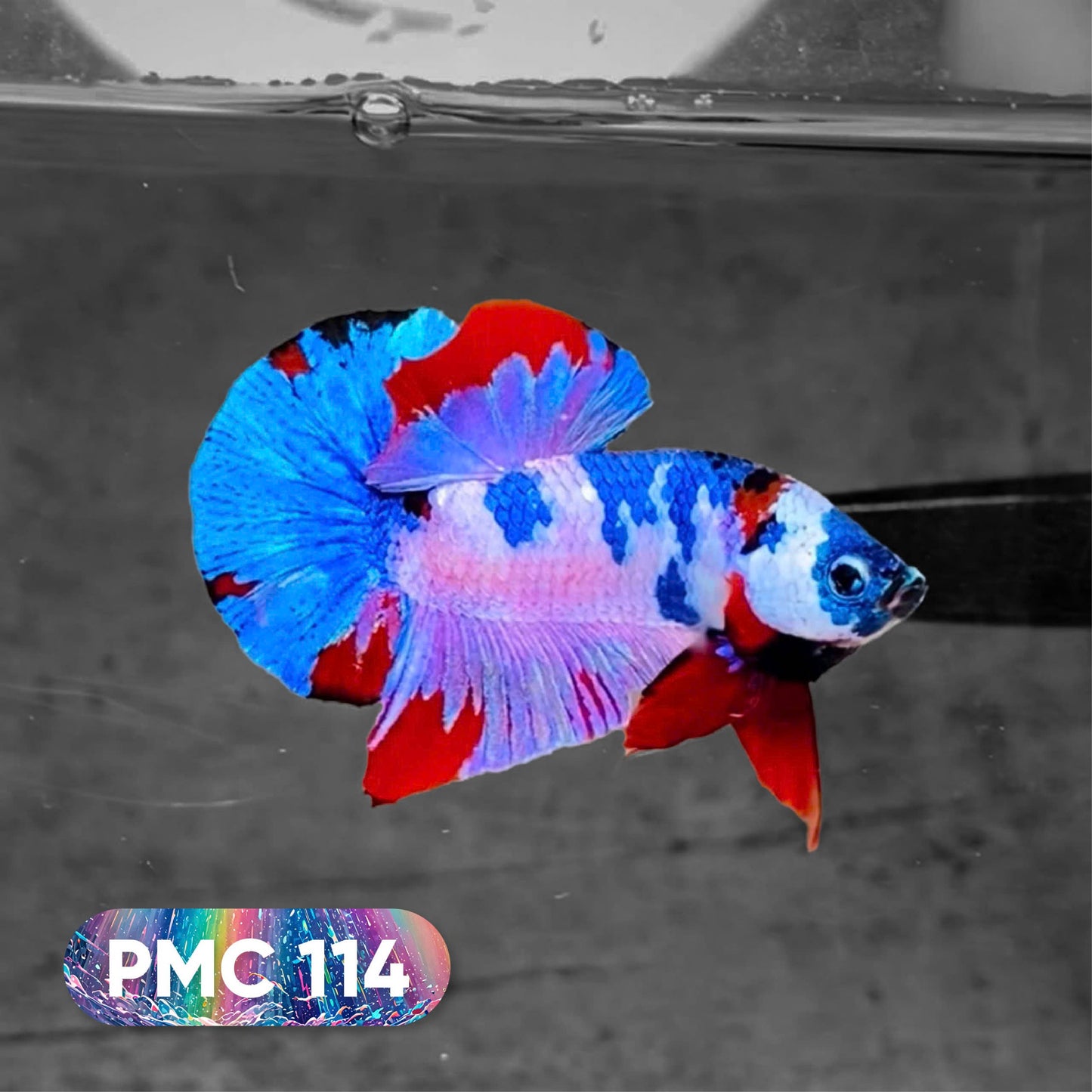 Koi Plakat Male Betta Fish