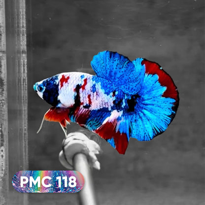 Koi Plakat Male Betta Fish