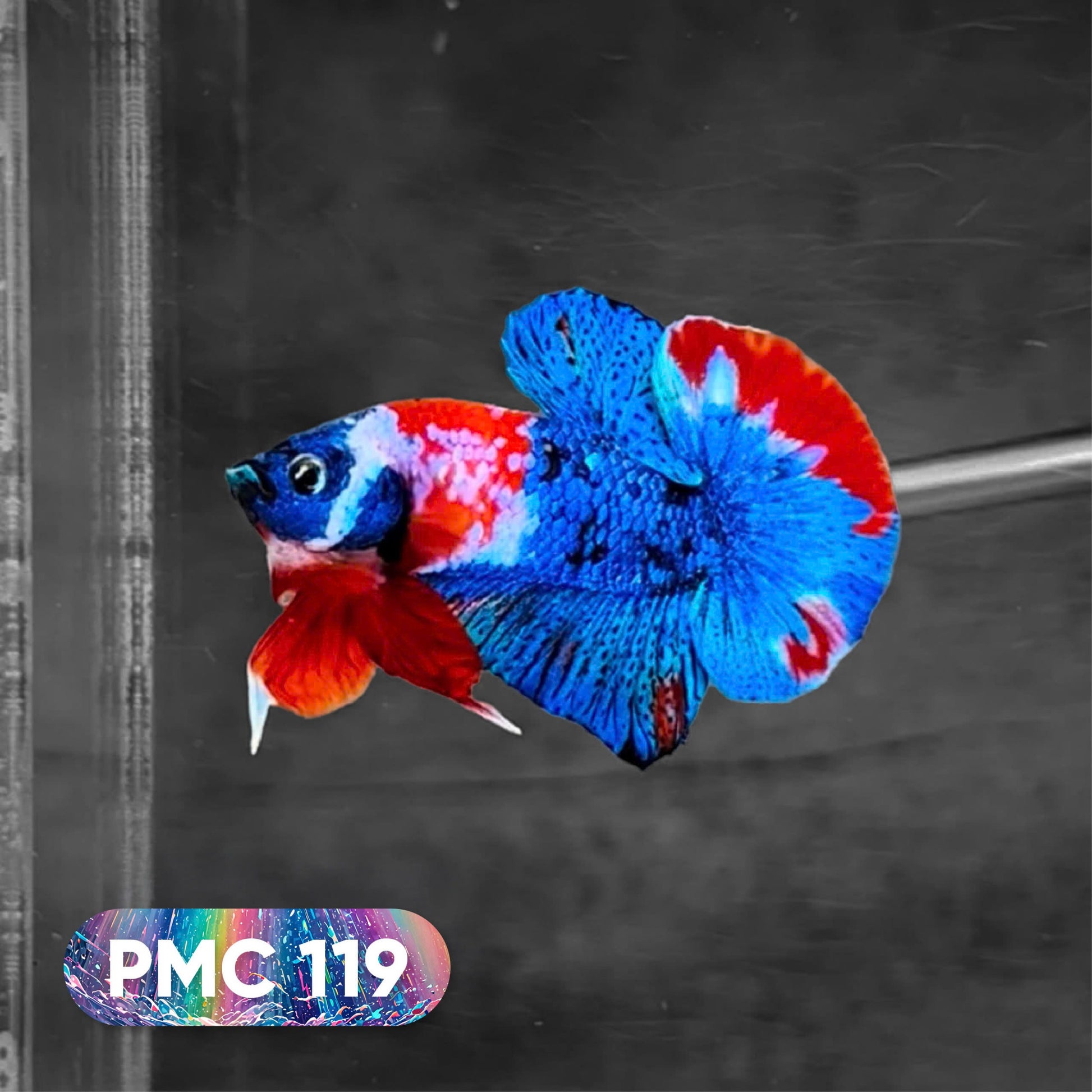 Koi Plakat Male Betta Fish