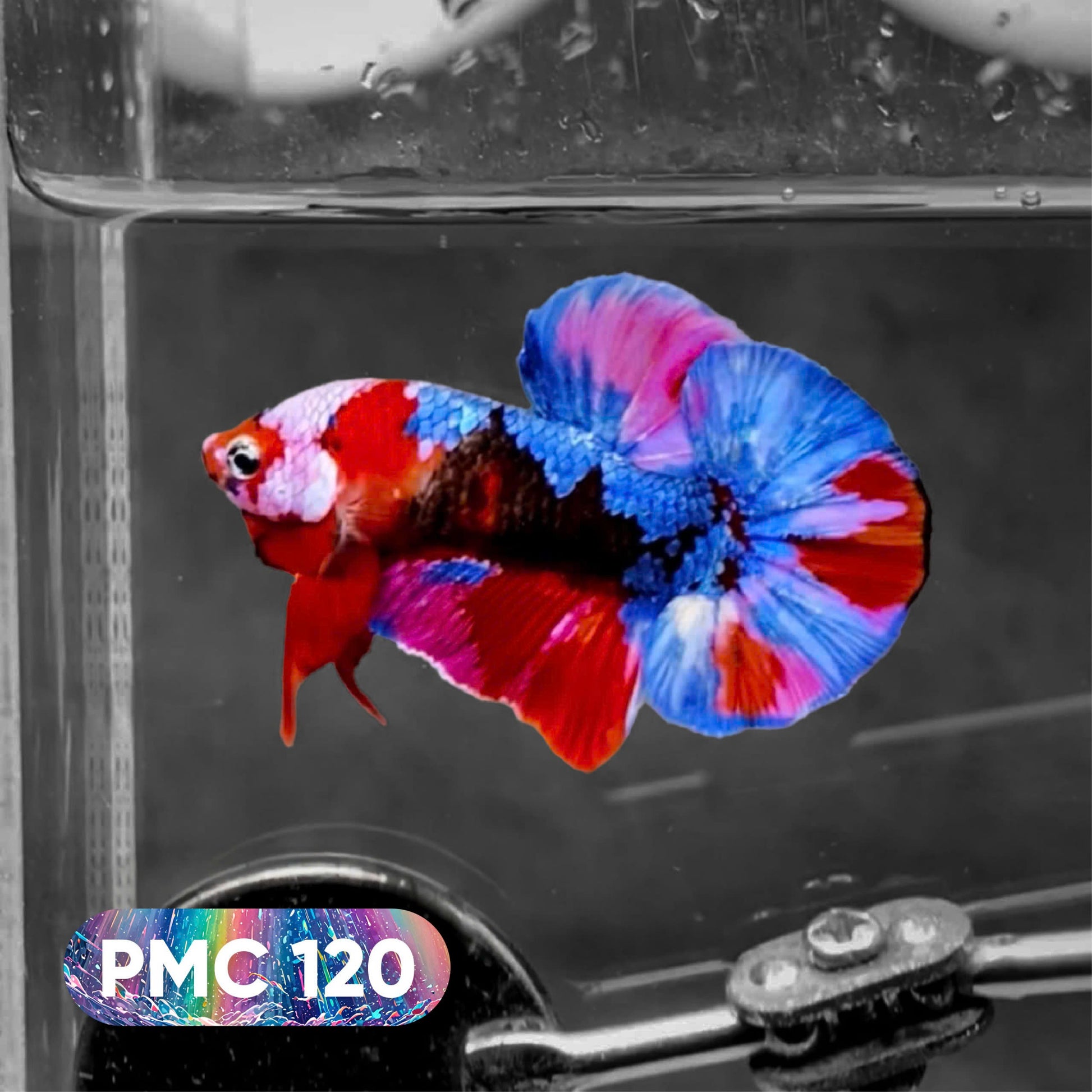 Koi Plakat Male Betta Fish