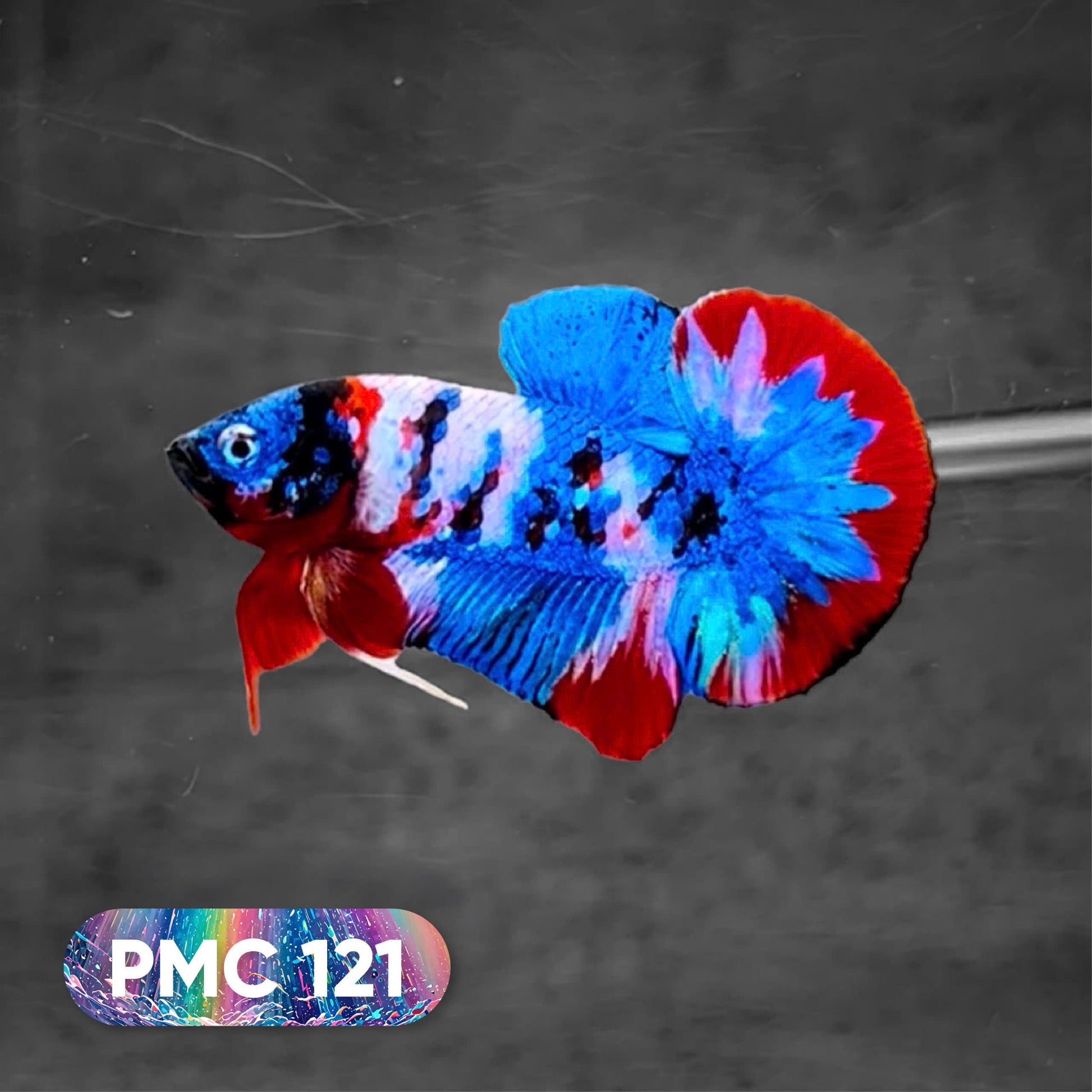 Koi Plakat Male Betta Fish
