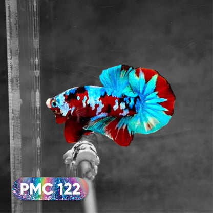 Koi Plakat Male Betta Fish