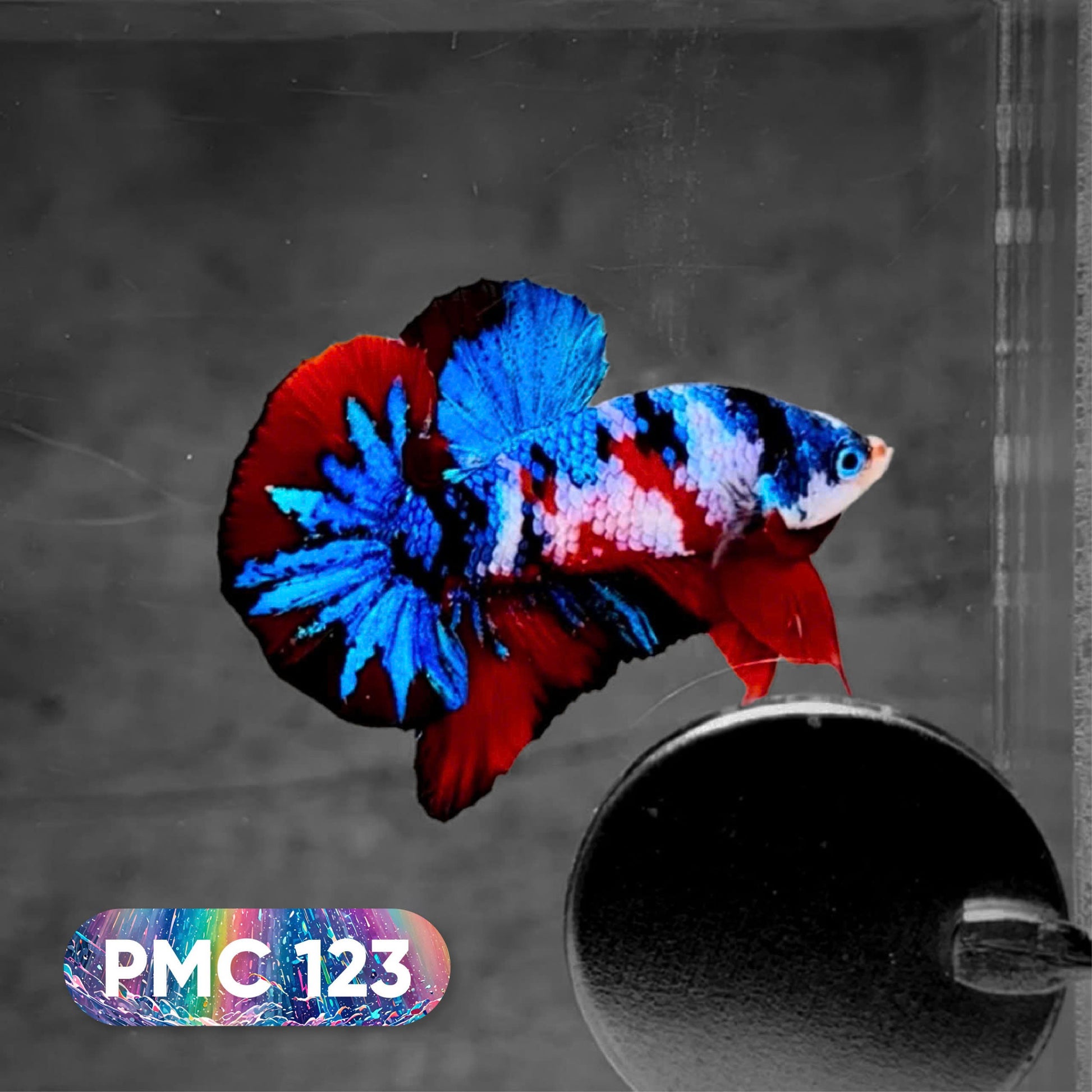 Koi Plakat Male Betta Fish