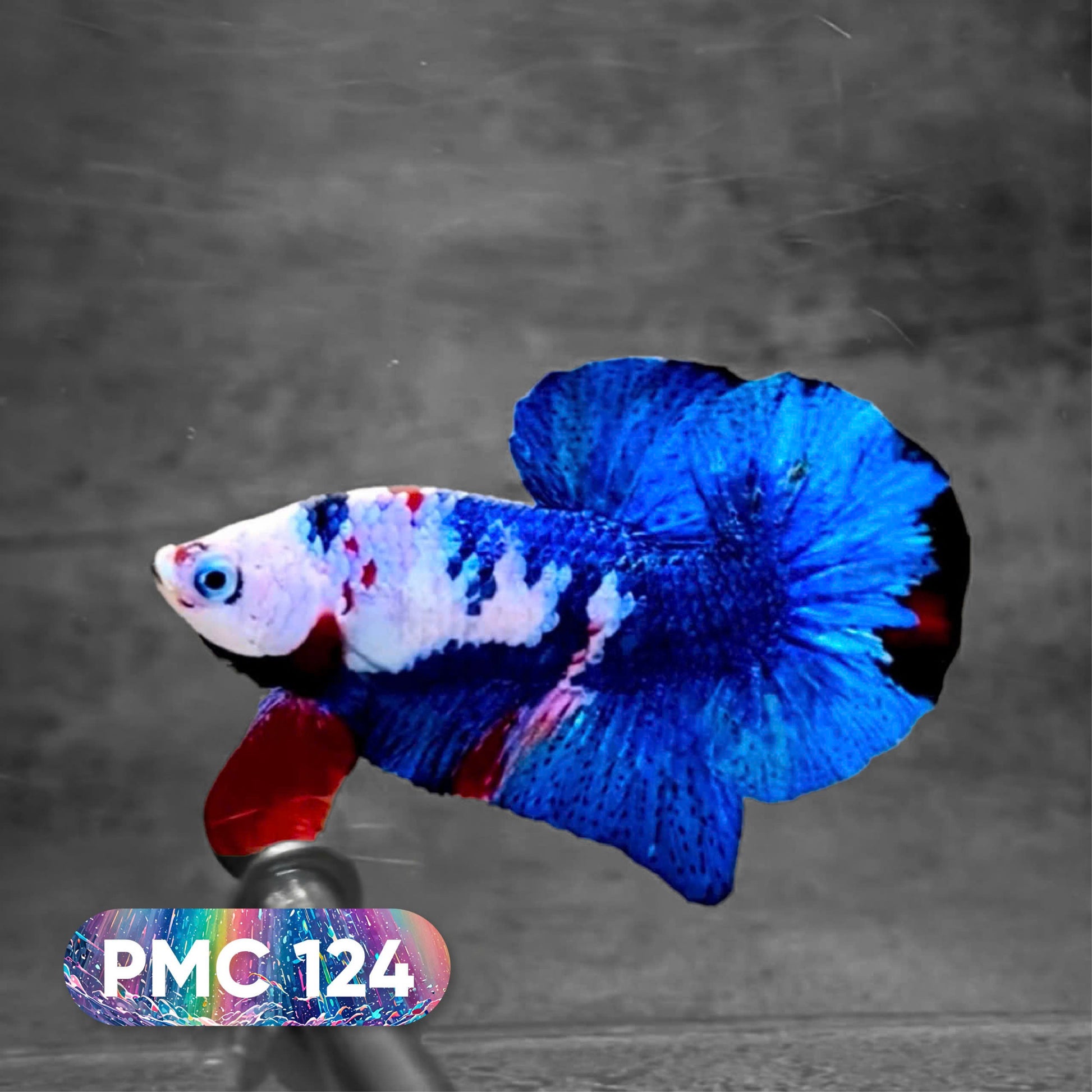 Koi Plakat Male Betta Fish