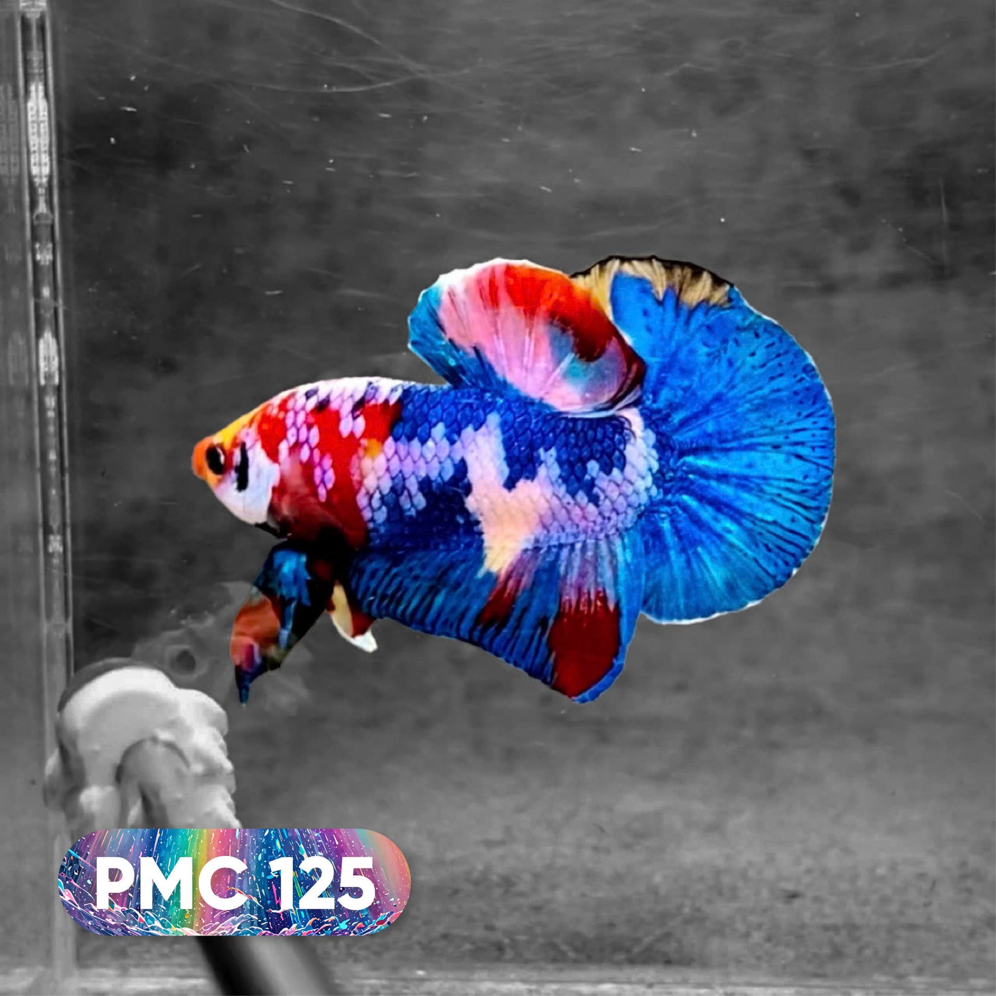 Koi Plakat Male Betta Fish