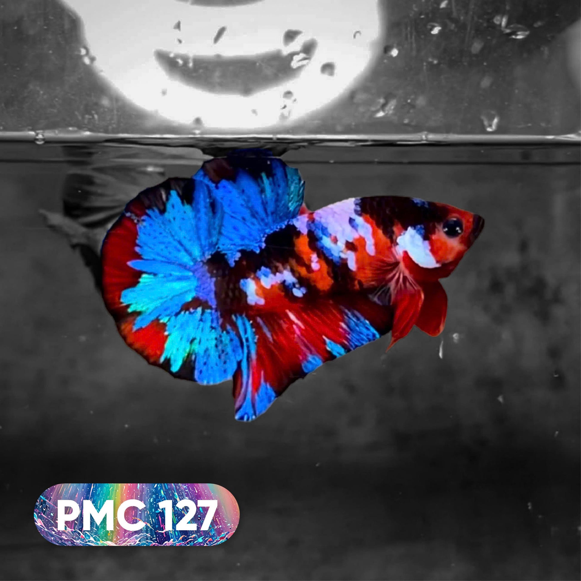 Koi Plakat Male Betta Fish
