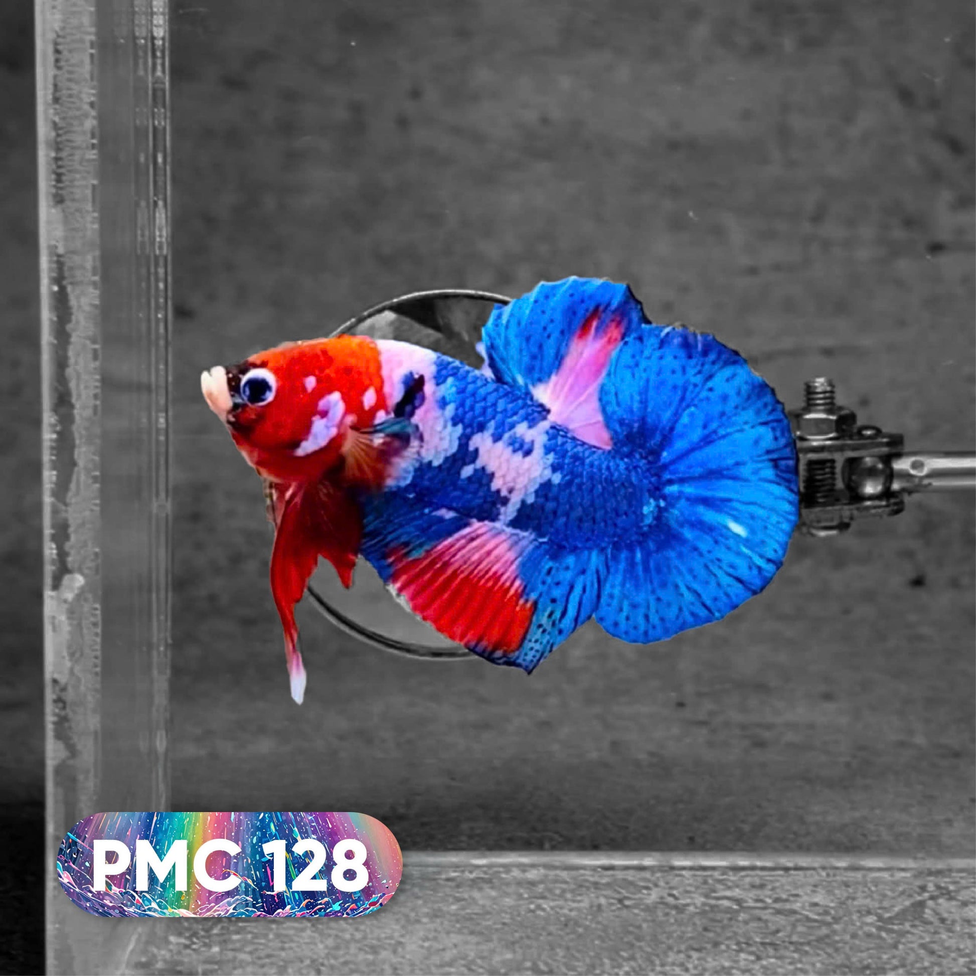 Koi Plakat Male Betta Fish