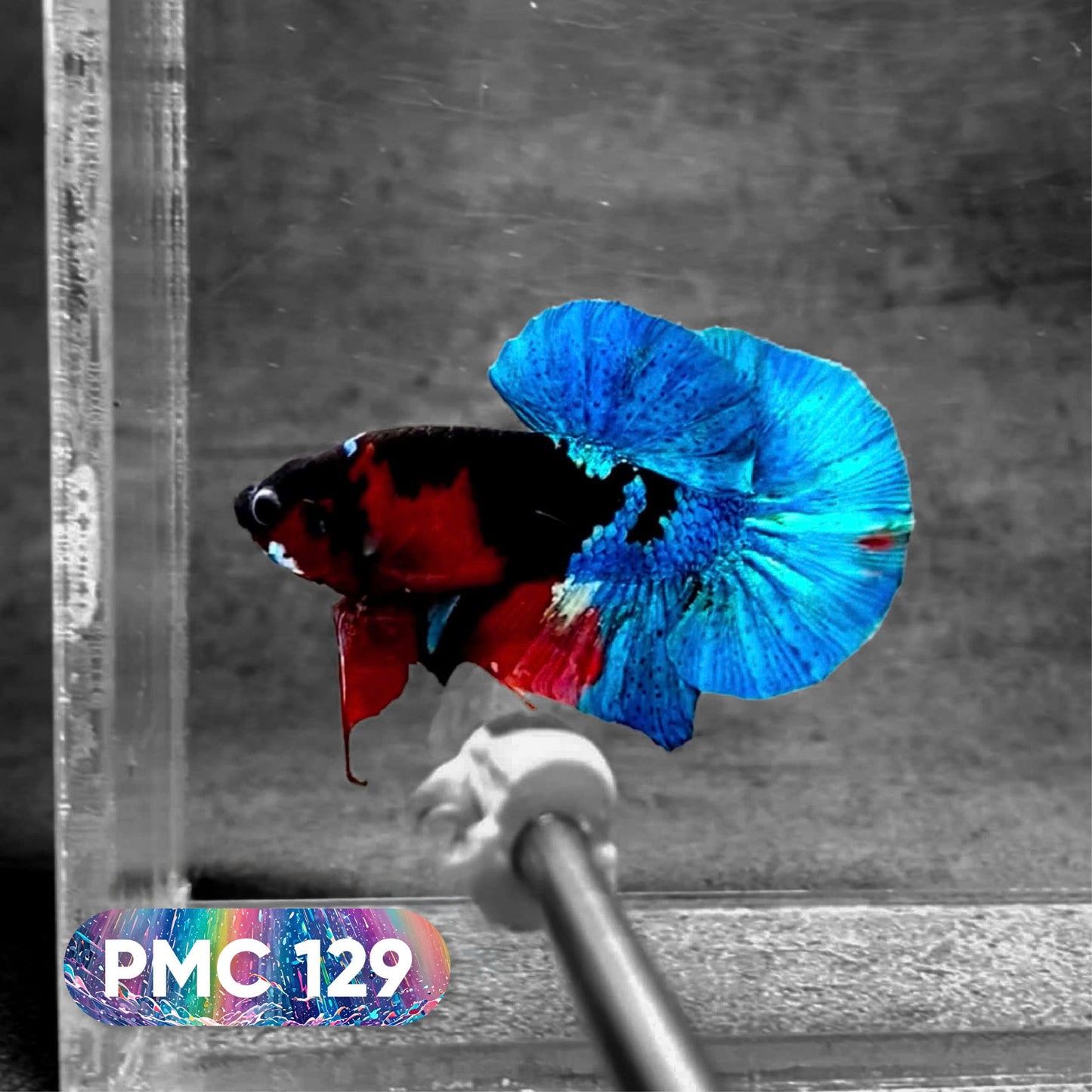 Koi Plakat Male Betta Fish