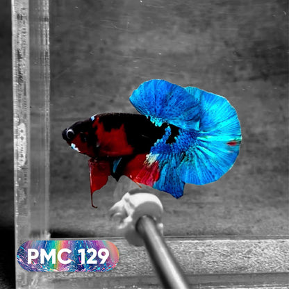 Koi Plakat Male Betta Fish