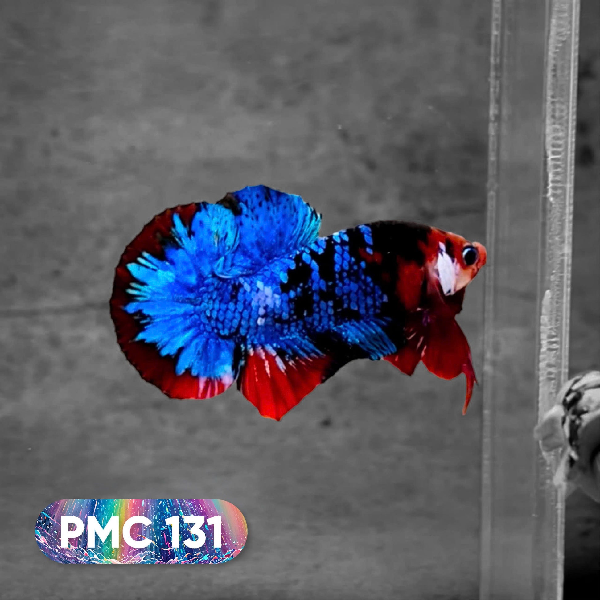 Koi Plakat Male Betta Fish