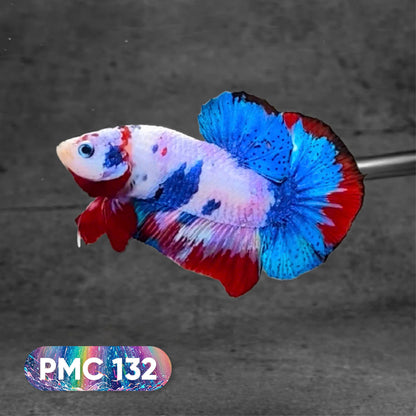 Koi Plakat Male Betta Fish