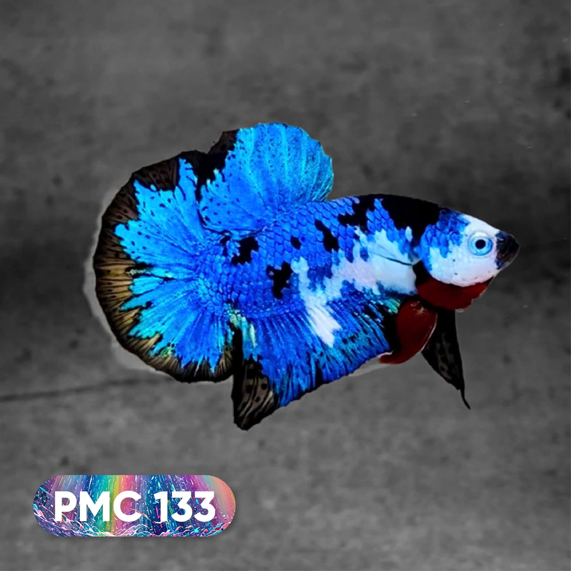 Koi Plakat Male Betta Fish