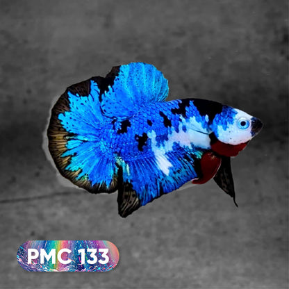 Koi Plakat Male Betta Fish