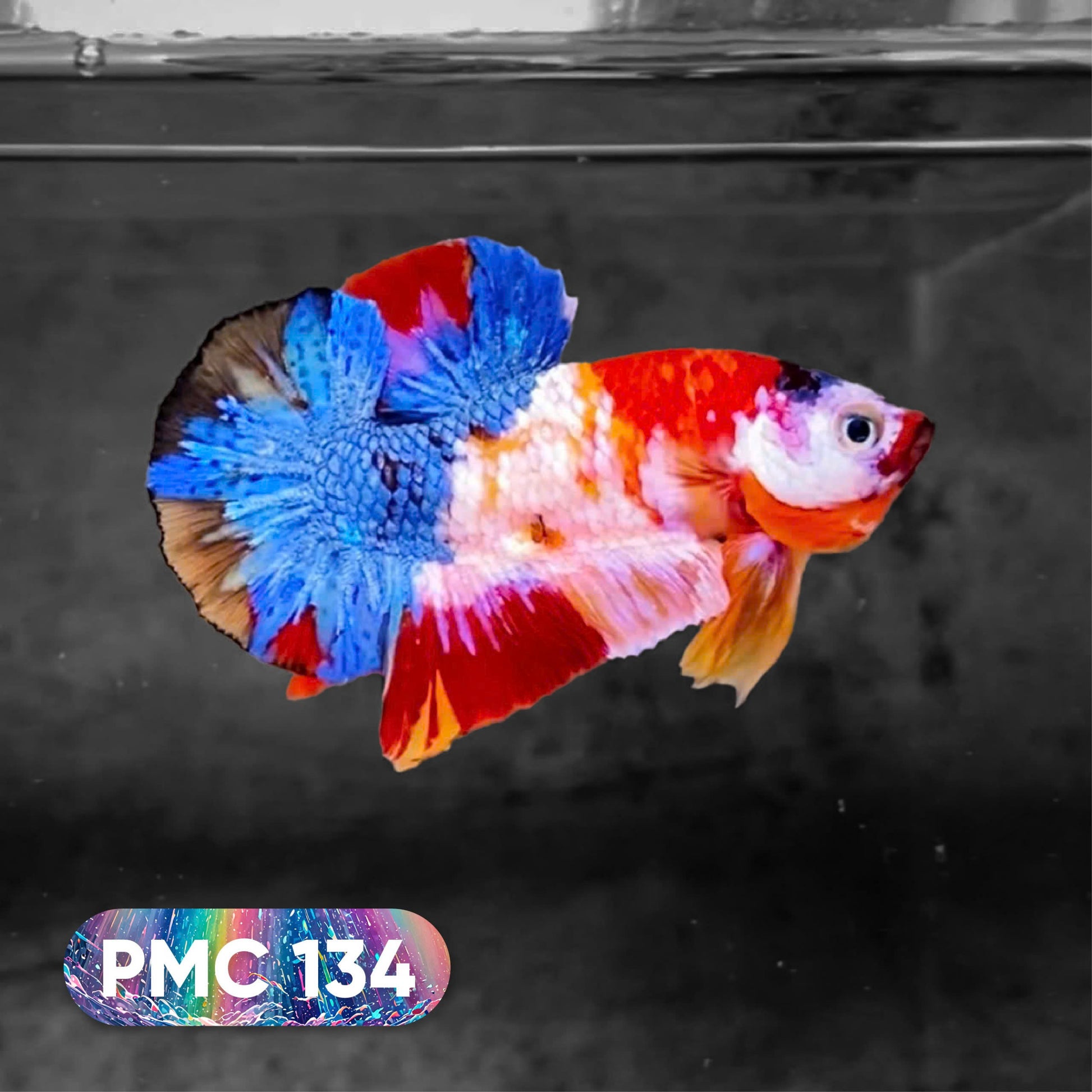 Koi Plakat Male Betta Fish