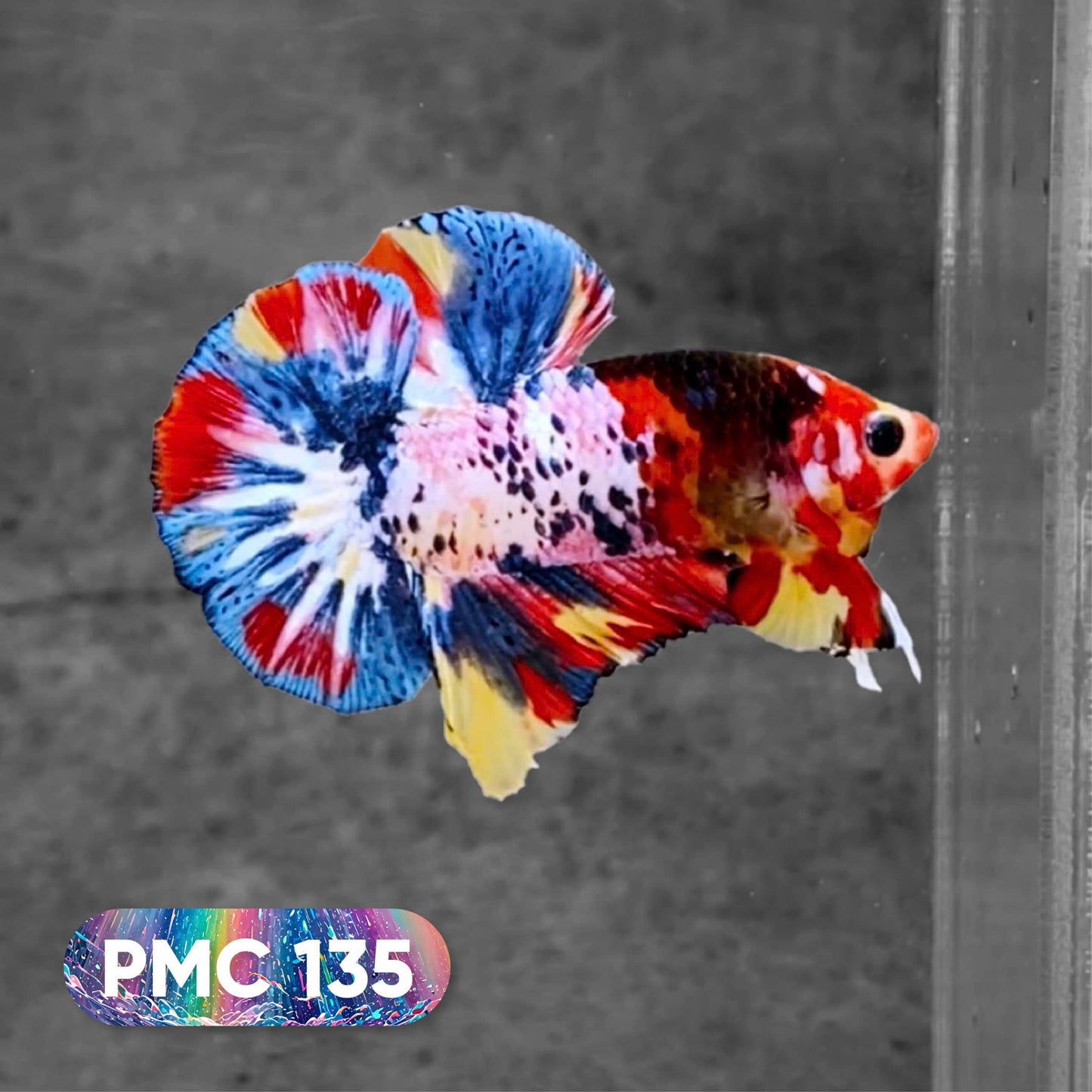Koi Plakat Male Betta Fish