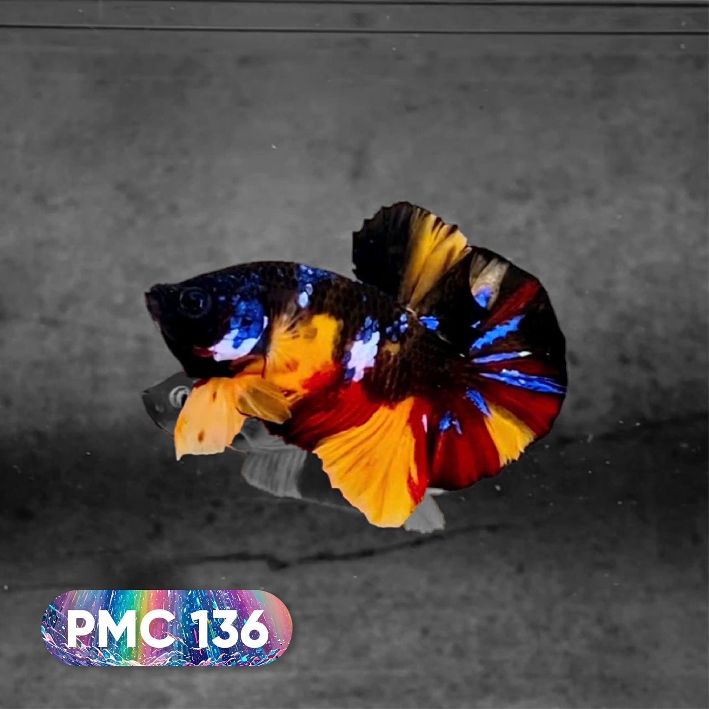 Koi Plakat Male Betta Fish