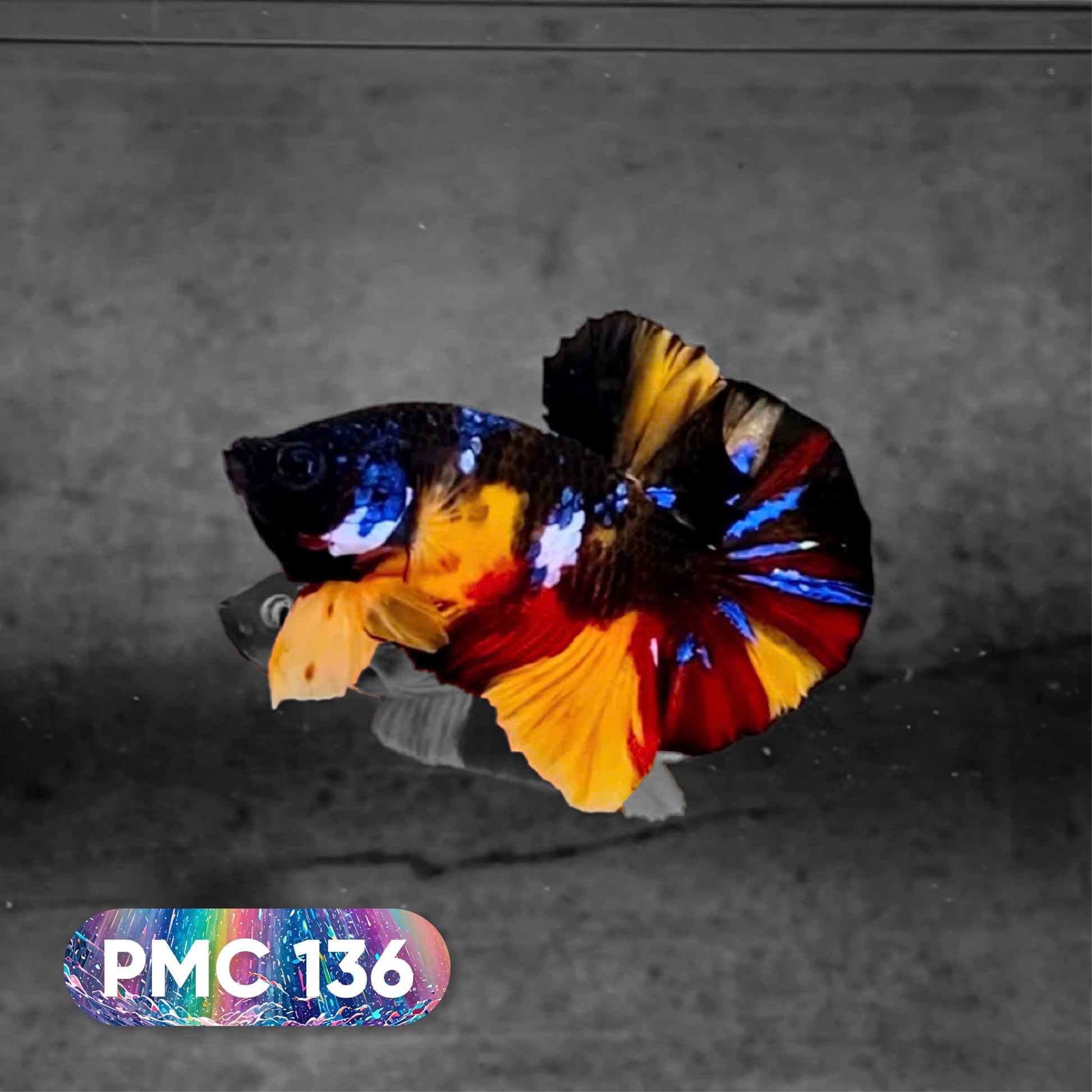 Koi Plakat Male Betta Fish