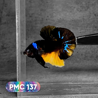 Koi Plakat Male Betta Fish