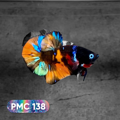 Koi Plakat Male Betta Fish