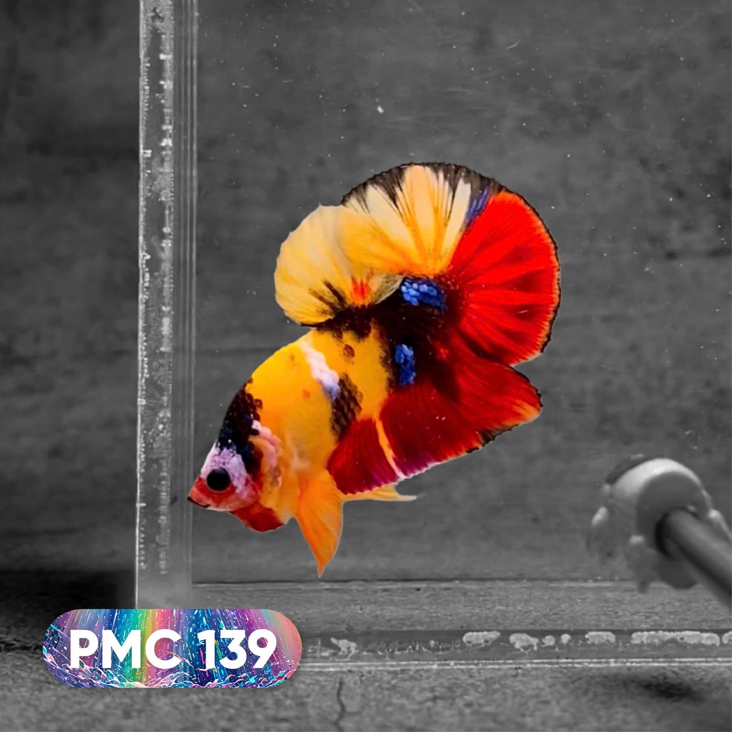 Koi Plakat Male Betta Fish