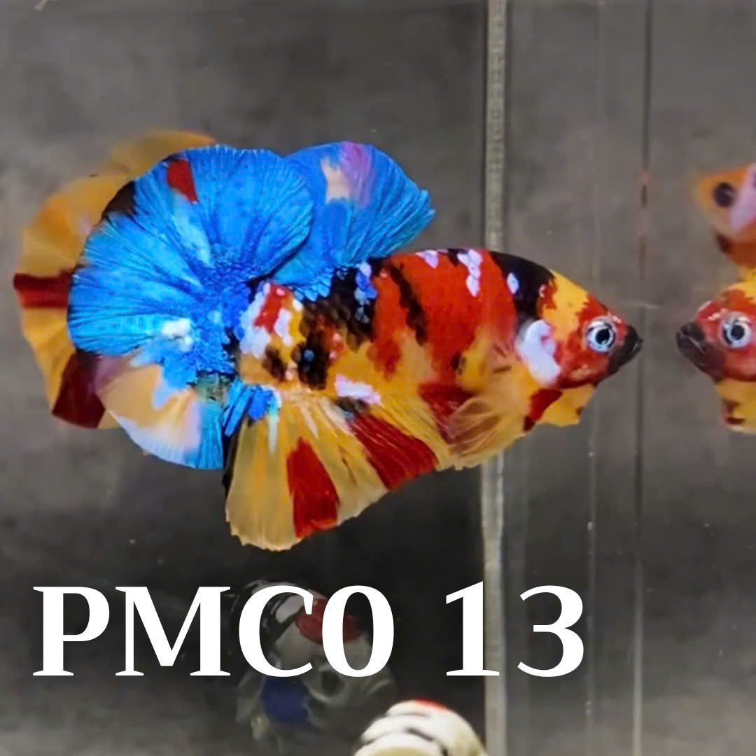 Multicolor Plakat Male Betta Fish |Show Grade|  You Pick Fish