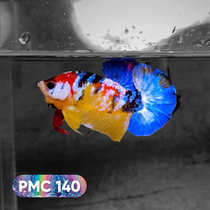 Koi Plakat Male Betta Fish