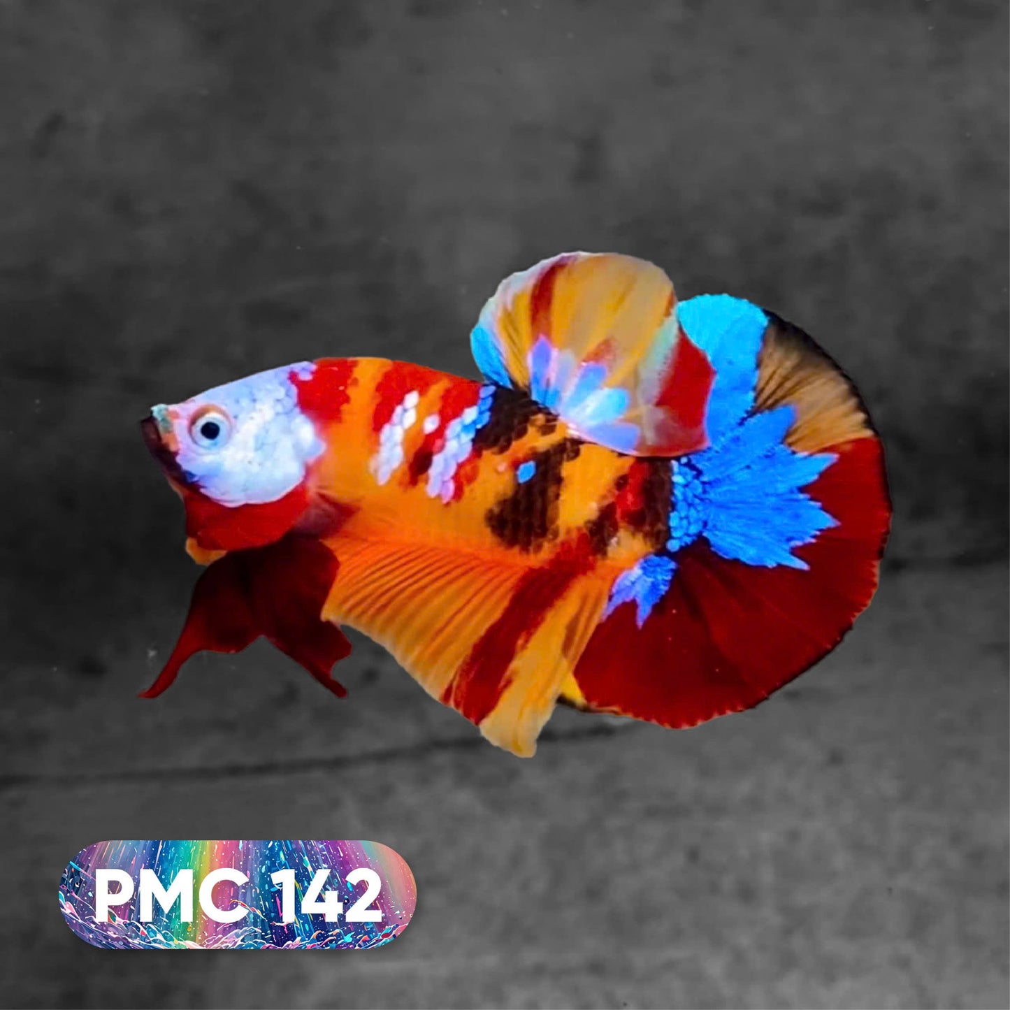 Koi Plakat Male Betta Fish