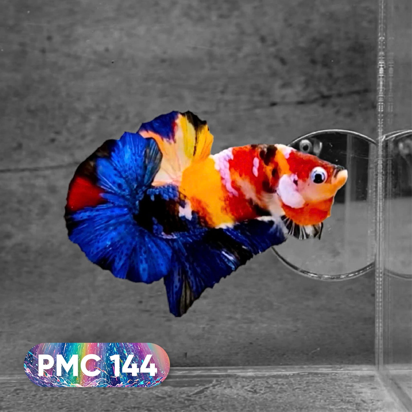 Koi Plakat Male Betta Fish