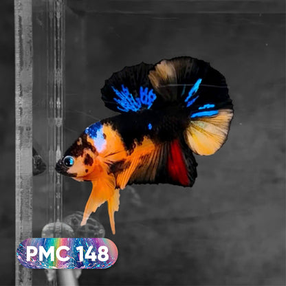 Koi Plakat Male Betta Fish