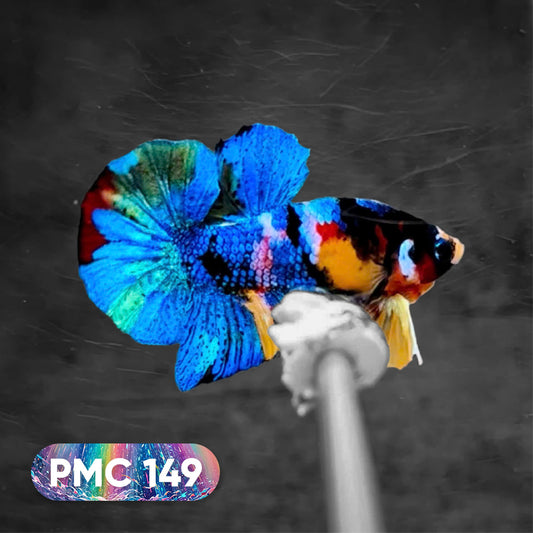 Koi Plakat Male Betta Fish