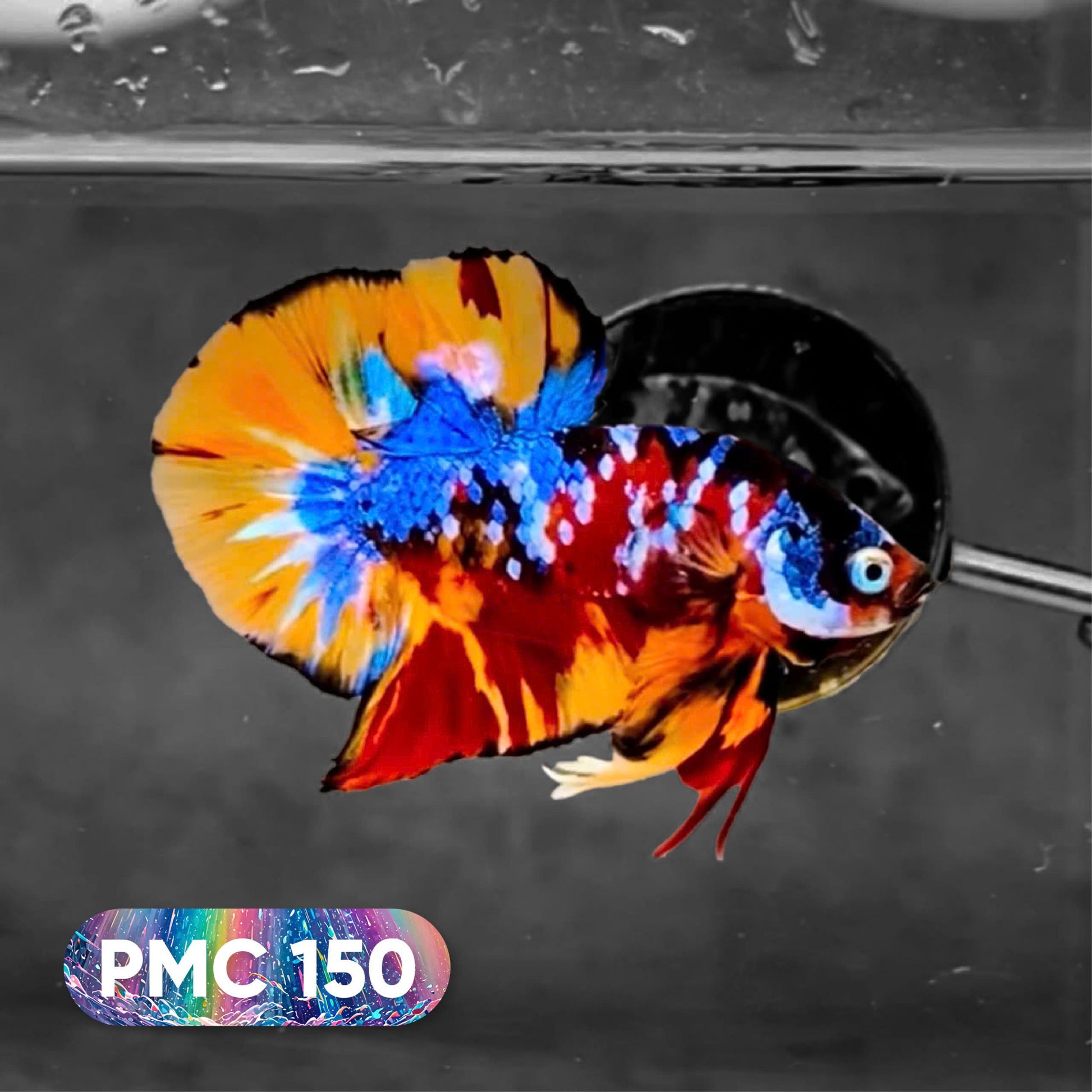 Koi Plakat Male Betta Fish