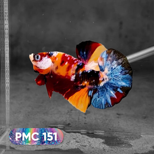 Koi Plakat Male Betta Fish