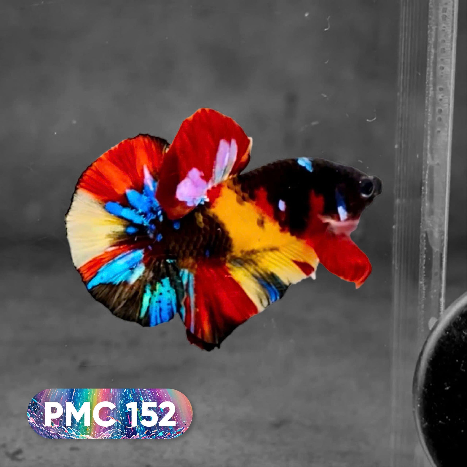 Koi Plakat Male Betta Fish