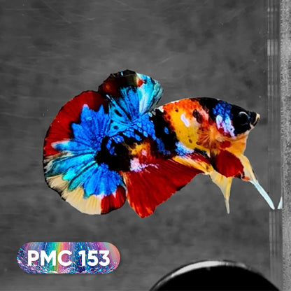 Koi Plakat Male Betta Fish