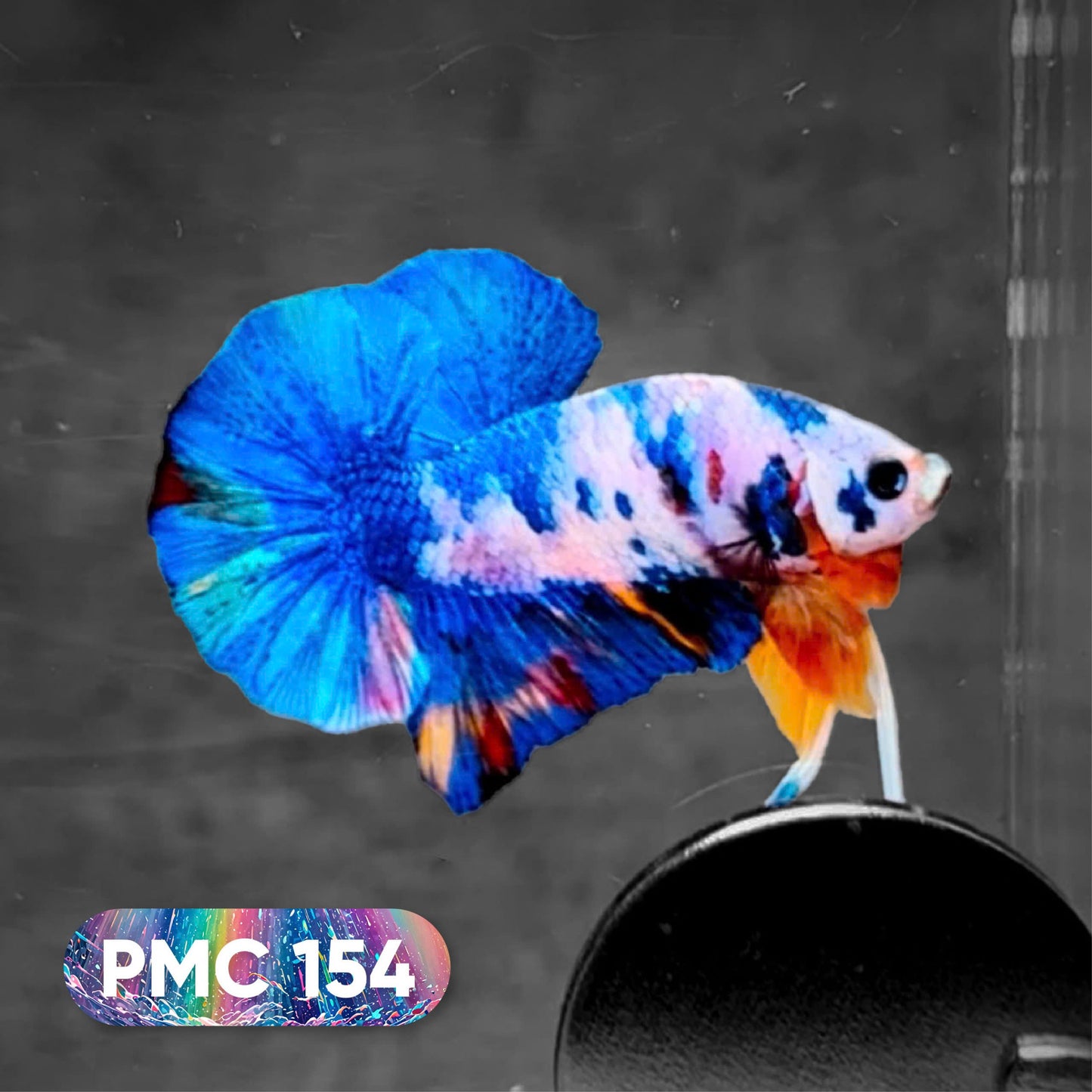 Koi Plakat Male Betta Fish