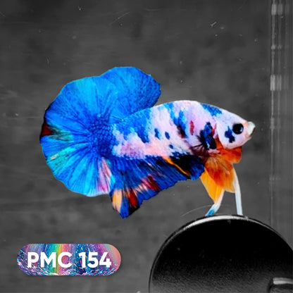 Koi Plakat Male Betta Fish