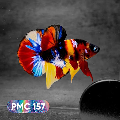 Koi Plakat Male Betta Fish