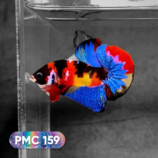 Koi Plakat Male Betta Fish