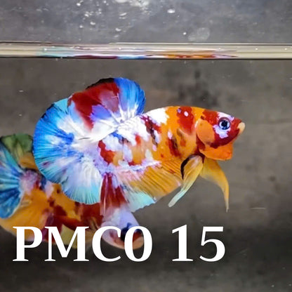 Multicolor Plakat Male Betta Fish |Show Grade|  You Pick Fish