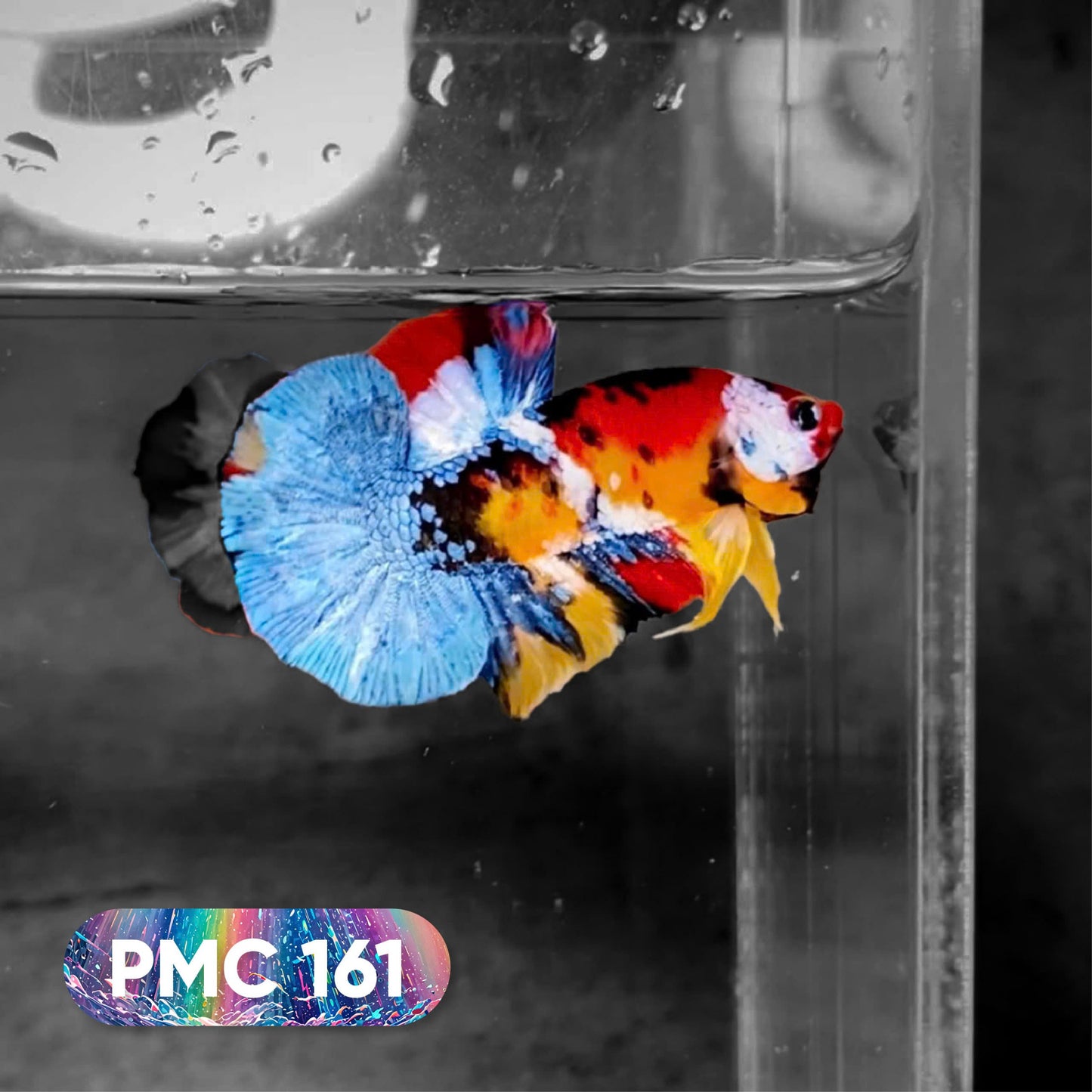 Koi Plakat Male Betta Fish